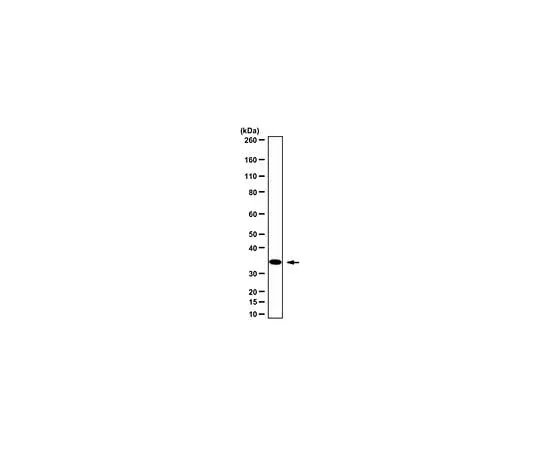 62-8382-48 Anti-cdk1/cdc2, CT; 200 μL 06-966