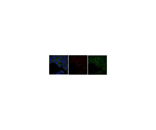62-8371-86 Anti-Akt/PKB Antibody, PH Domain, clone SKB1, Alexa Fluor(R) 647 05-591-AF647