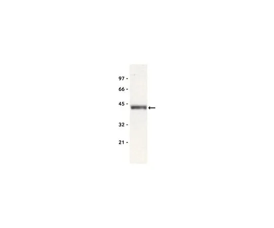 62-8372-14 Anti-Bmi-1, clone F6; 100 μg 05-637