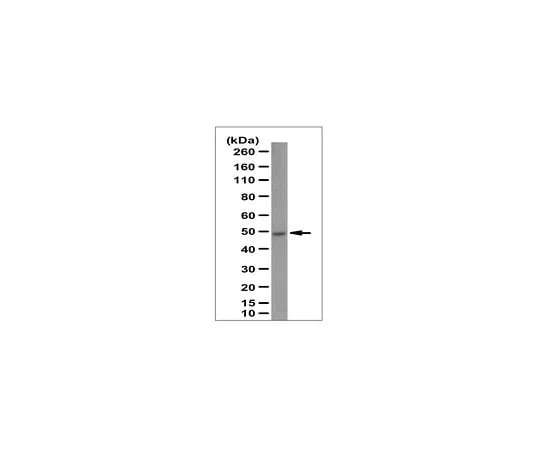 62-8463-07 Anti-GABPB-1/NRF2b Antibody ABE1048