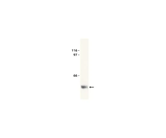 62-8371-10 Anti-Myc Tag, clone 9E10; 200 μg 05-419