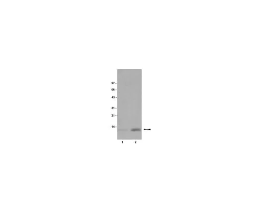 62-8372-38 Anti-dimethyl-Histone H4 (Lys20), clone 6G7/H4; 200 μg 05-672