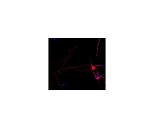 62-8455-79 Anti-Beta III Tubulin, Cy3 Conjugate AB15708C3
