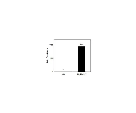 62-8374-54 Anti-dimethyl Histone H3 (Lys9), clone CMA307 05-1249-S
