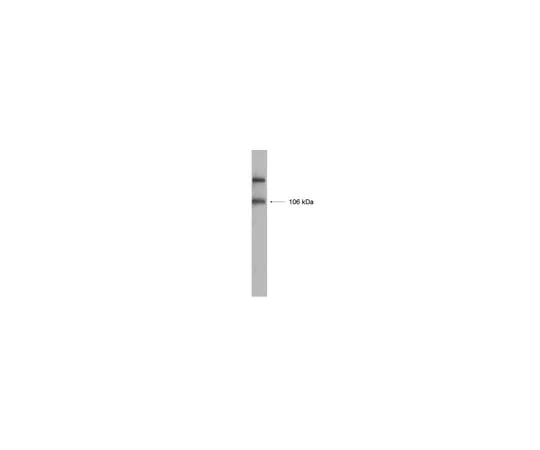 62-8373-42 Anti-GluR1, Recombinant; 100 μL 05-855R