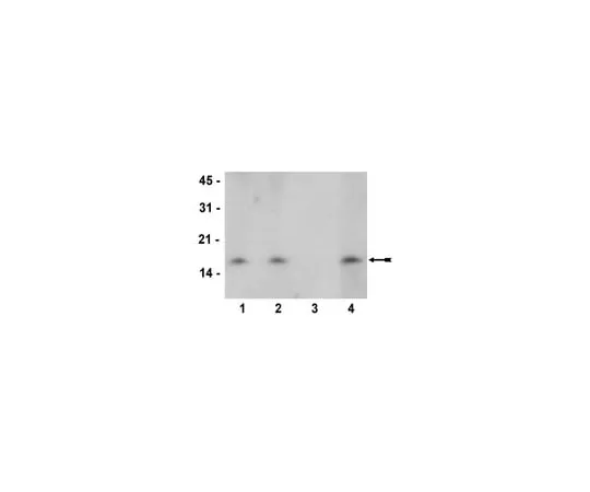 62-8368-74 Anti-dimethyl-Histone H3 (Lys27), clone 614M; 100 μL 04-821