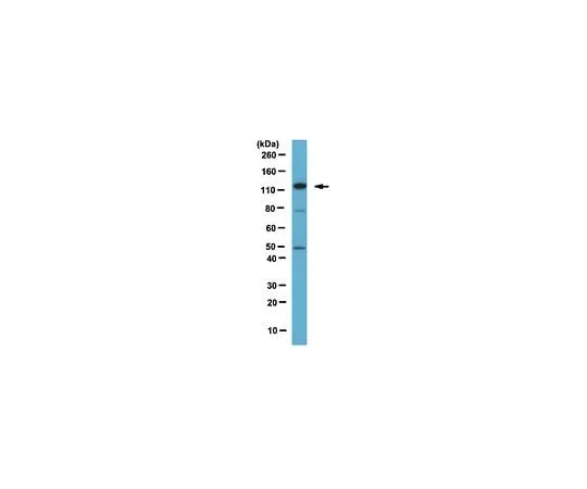 62-8460-95 Anti-Ars2; 100 μg ABE280
