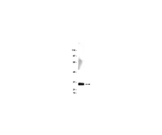 62-8371-35 Anti-FADD, clone 1F7; 100 μg 05-486