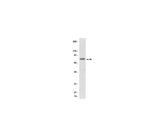 62-8371-24 Anti-GRK 2/3 (βARK 1/2), clone C5/1.1; 100 μg 05-465