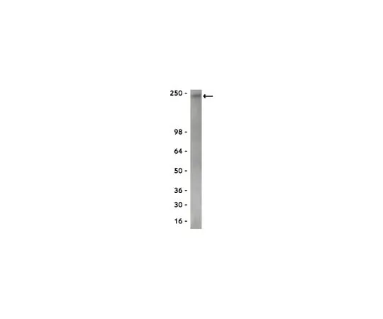 62-8372-03 Anti-RNA polymerase II, clone CTD4H8; 200 μg 05-623
