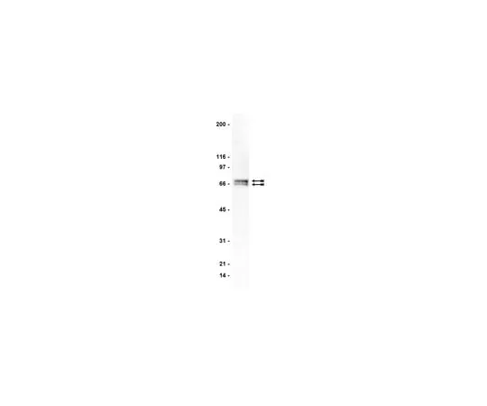 62-8371-25 Anti-GRK 4-6, clone A16/17; 200 μg 05-466