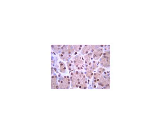 62-8448-86 Anti-ISL-1; 100 μg AB4326
