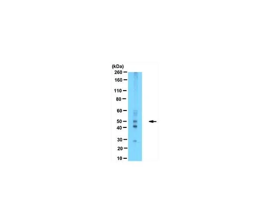 62-8463-65 Anti-MEIOB ABE1414