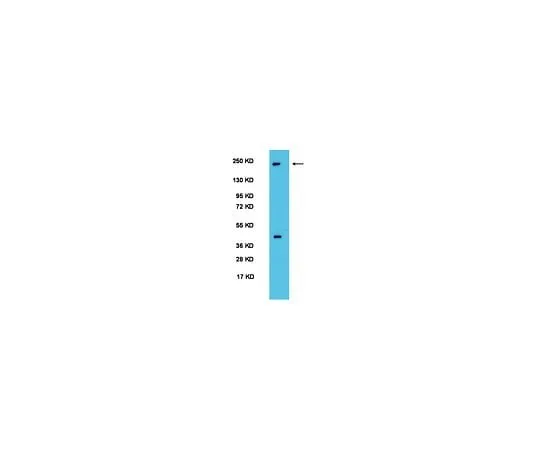 62-8446-37 Anti-PER2; 100 μL AB2202