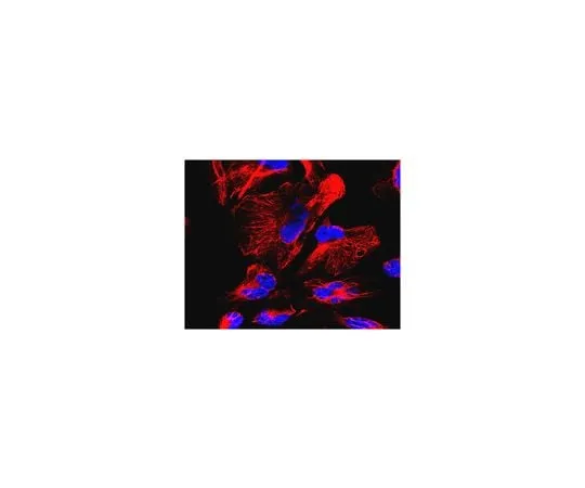 62-8459-63 Anti-Nestin, Human ABD69