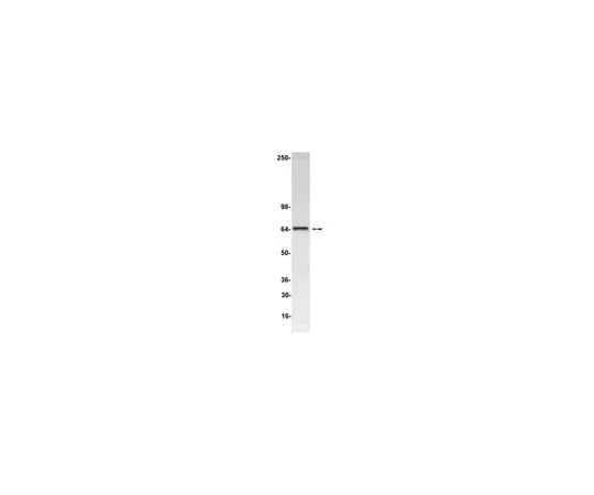 62-8371-94 Anti-Luciferase, clone mAb21; 200 μg 05-603