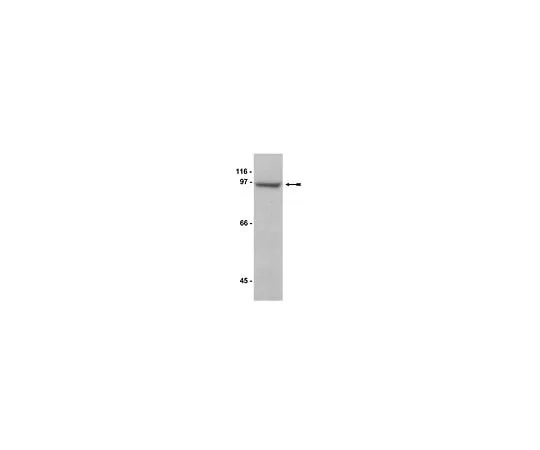 62-8384-79 Anti-MAGE-D1/NRAGE; 200 μL 07-394