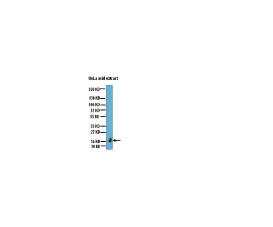 62-8383-66 Anti-phospho (Ser10)-acetyl (Lys14)-Histone H3; 100 μL 07-081