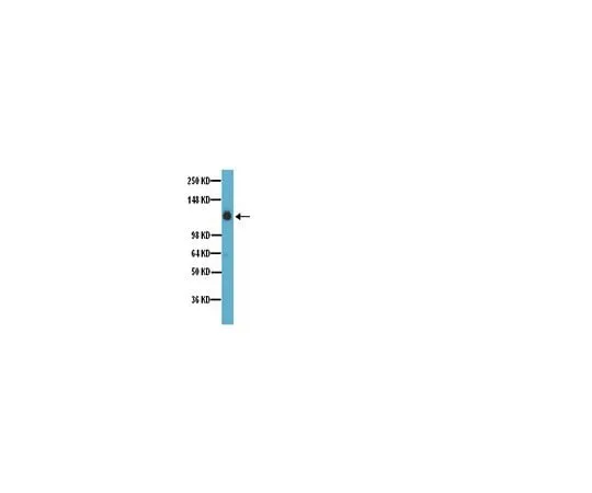 62-8446-04 Anti-Integrin α5, C-terminus, Intracellular; 100 μL AB1928
