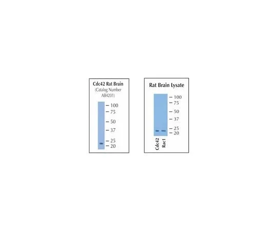 62-8387-76 Anti-CDC42; 100 μg 07-1466