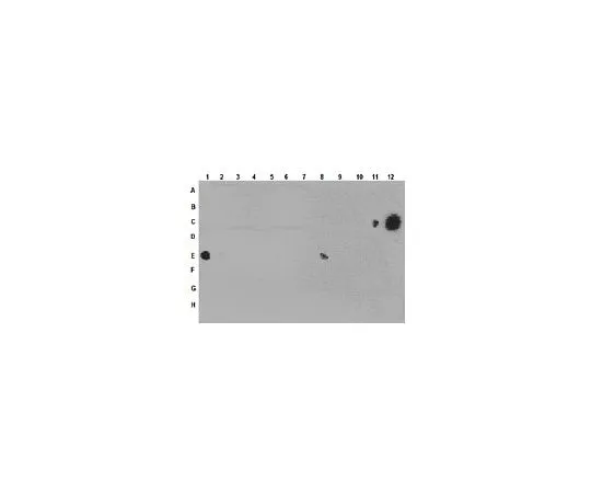 62-8460-68 Anti-monomethyl-Histone H3 (Lys79); 200 μL ABE213