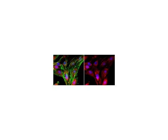 62-8383-41 Anti-SLBP; 100 μL 06-1376