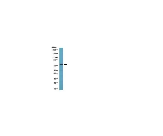 62-8387-49 Anti-CDT1; 100 μL 07-1383