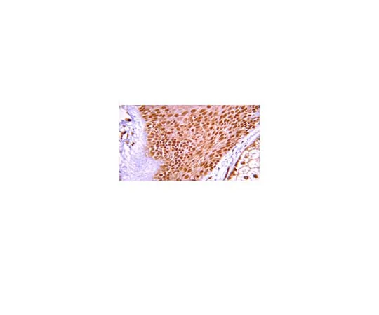 62-8374-92 Anti-ARF1, clone 3F1, C-terminus; 100 μg 05-1427