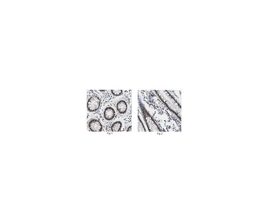 62-8461-56 Anti-GATA-like protein 1 ABE421
