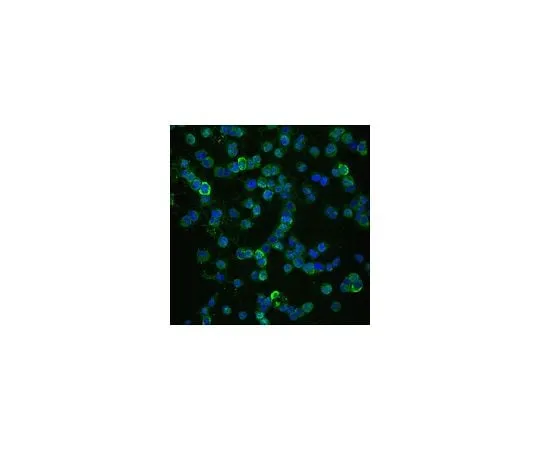62-8449-68 Anti-NG2, Alexa Fluor(R)488 Conjugate; 100 μL AB5320A4