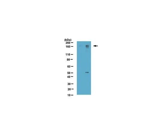 62-8463-37 Anti-dimethyl-BAF155 (Arg1064) ABE1339