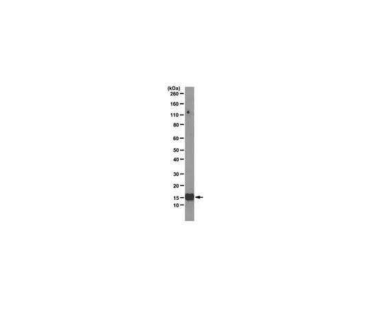 62-8369-58 Anti-Interleukin-2 (IL-2), clone 3F9; 100 μg 04-1584