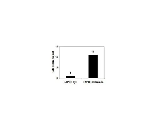 62-8374-73 Anti-Trimethyl Histone H3 (Lys4) Antibody, clone CMA304, Trial Size 05-1339-S 05-1339-S