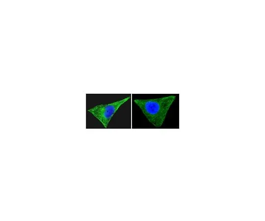 62-8392-49 Anti-β-Tubulin, clone AA2, Alexa Fluor(R) 488 conjugate; 100 μg 16-230