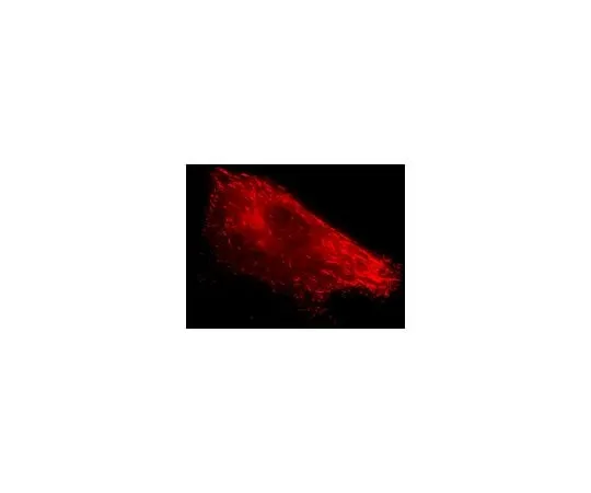 62-8394-60 LentiBrite(TM) EB3-RFP Lentiviral Biosensor 17-10222