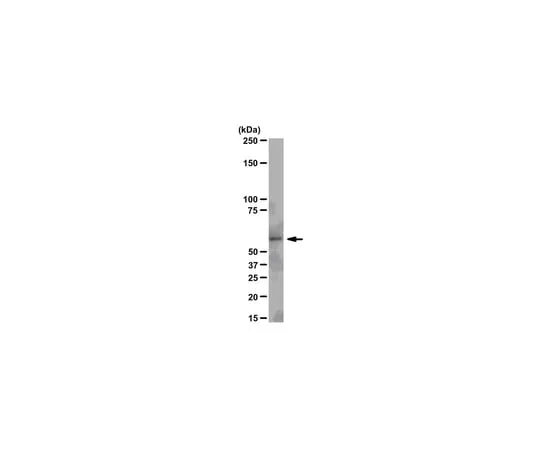 62-8368-87 Anti-Src, clone N6L; 100 μl 04-889