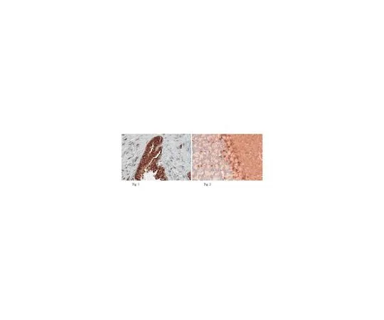 62-8465-34 Anti-PDE9A ABN32