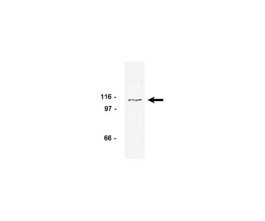 62-8370-43 Anti-FGFR1, clone 19B2; 250 μg 05-149