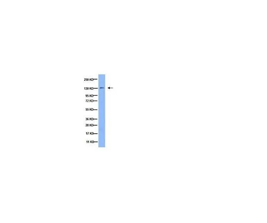 62-8445-98 Anti-Integrin α3; 100 μL AB1920