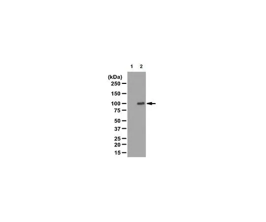 62-8382-69 Anti-RIG-I, C-terminus; 100 μg 06-1041