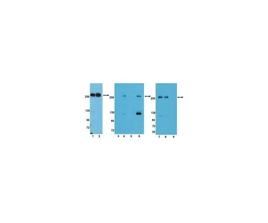 62-8389-66 Anti-phospho-mTOR (Thr2446); 100 μL 09-345