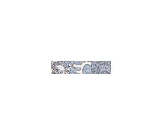 62-8463-91 Anti-MLL-3 ABE1851