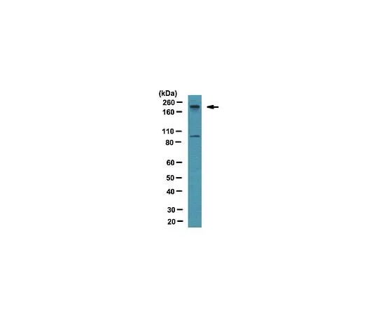62-8460-22 Anti-BAF180; 100 μL ABE70