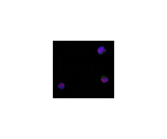 62-8456-56 Anti-NIPP-1 Antibody Cat. No. ABC61 ABC61