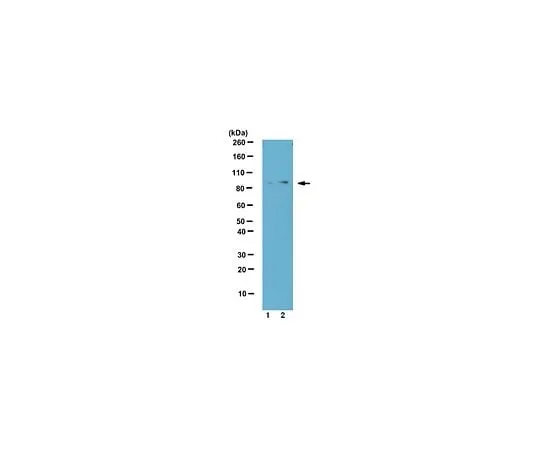 62-8388-84 Anti-phospho-TBK1 (Ser172); 100 μL 7-92