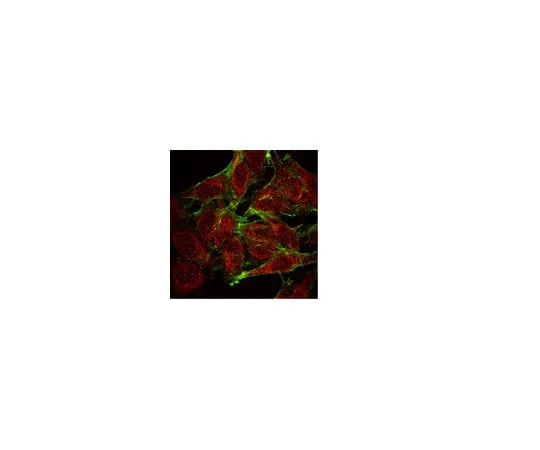 62-8374-98 Anti-NFκB, p65, clone 1G10.2; 200 μg 05-1469