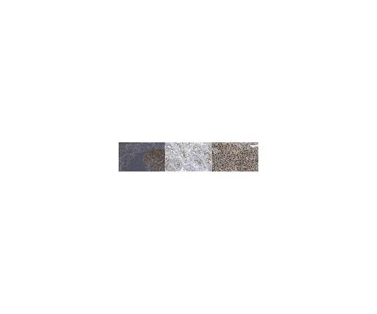 62-8464-32 Anti-MCM5 ABE2604
