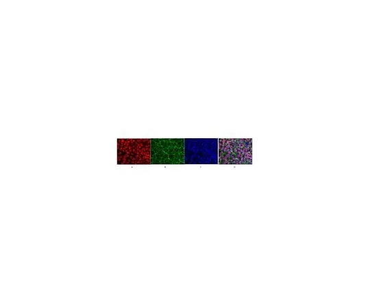 62-8459-79 Anti-Human Oct-4 ABD116