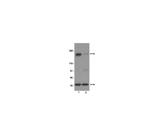 62-8384-82 Anti-phospho-NR2B (Ser1303); 200 μg 07-398