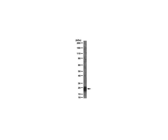 62-8375-42 Anti-PRL-2, clone 42; 100 μg 05-1583